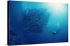 Indonesia, Scuba Diving in Sea-Michele Westmorland-Stretched Canvas