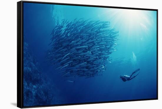 Indonesia, Scuba Diving in Sea-Michele Westmorland-Framed Stretched Canvas