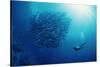 Indonesia, Scuba Diving in Sea-Michele Westmorland-Stretched Canvas