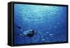 Indonesia, Scuba Diving in Sea-Michele Westmorland-Framed Stretched Canvas