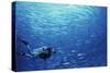 Indonesia, Scuba Diving in Sea-Michele Westmorland-Stretched Canvas