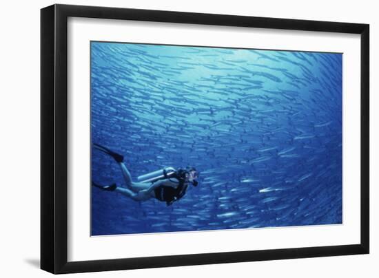 Indonesia, Scuba Diving in Sea-Michele Westmorland-Framed Photographic Print