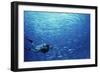 Indonesia, Scuba Diving in Sea-Michele Westmorland-Framed Photographic Print