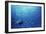 Indonesia, Scuba Diving in Sea-Michele Westmorland-Framed Photographic Print