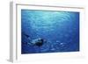 Indonesia, Scuba Diving in Sea-Michele Westmorland-Framed Photographic Print