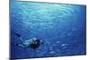 Indonesia, Scuba Diving in Sea-Michele Westmorland-Mounted Photographic Print