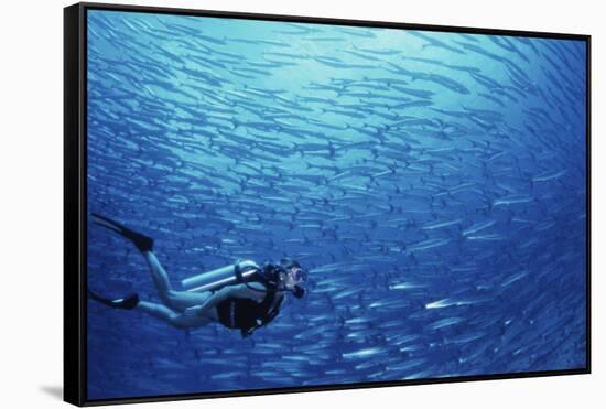 Indonesia, Scuba Diving in Sea-Michele Westmorland-Framed Stretched Canvas