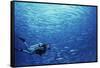 Indonesia, Scuba Diving in Sea-Michele Westmorland-Framed Stretched Canvas