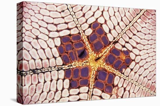 Indonesia, Starfish Mouth Detail with Shrimp-Michele Westmorland-Stretched Canvas