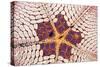 Indonesia, Starfish Mouth Detail with Shrimp-Michele Westmorland-Stretched Canvas