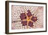 Indonesia, Starfish Mouth Detail with Shrimp-Michele Westmorland-Framed Photographic Print