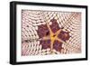 Indonesia, Starfish Mouth Detail with Shrimp-Michele Westmorland-Framed Photographic Print