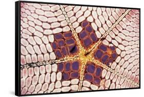 Indonesia, Starfish Mouth Detail with Shrimp-Michele Westmorland-Framed Stretched Canvas