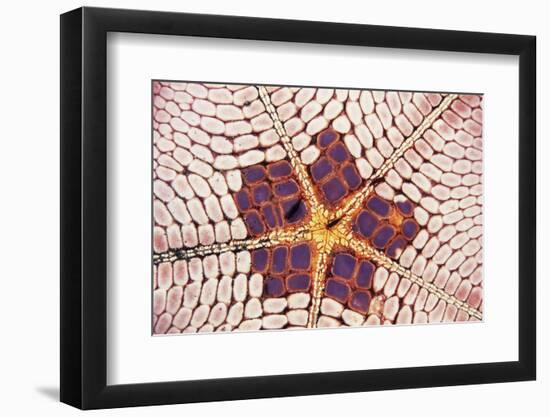 Indonesia, Starfish Mouth Detail with Shrimp-Michele Westmorland-Framed Photographic Print