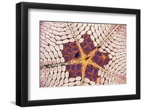 Indonesia, Starfish Mouth Detail with Shrimp-Michele Westmorland-Framed Photographic Print