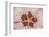 Indonesia, Starfish Mouth Detail with Shrimp-Michele Westmorland-Framed Photographic Print