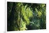 Indonesia, Sulawesi. Rain Pours Between Verdant Palm Fronds Giving Life to the Rainforest-David Slater-Framed Photographic Print