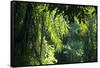 Indonesia, Sulawesi. Rain Pours Between Verdant Palm Fronds Giving Life to the Rainforest-David Slater-Framed Stretched Canvas