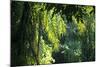 Indonesia, Sulawesi. Rain Pours Between Verdant Palm Fronds Giving Life to the Rainforest-David Slater-Mounted Photographic Print