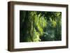 Indonesia, Sulawesi. Rain Pours Between Verdant Palm Fronds Giving Life to the Rainforest-David Slater-Framed Photographic Print