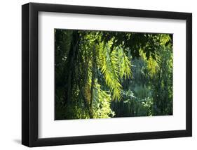 Indonesia, Sulawesi. Rain Pours Between Verdant Palm Fronds Giving Life to the Rainforest-David Slater-Framed Photographic Print