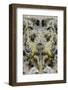 Indonesia, West Papua, Cenderawasih Bay. Close-Up of Crocodilefish-Jaynes Gallery-Framed Photographic Print