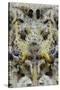 Indonesia, West Papua, Cenderawasih Bay. Close-Up of Crocodilefish-Jaynes Gallery-Stretched Canvas