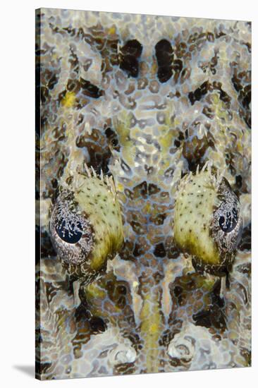 Indonesia, West Papua, Cenderawasih Bay. Close-Up of Crocodilefish-Jaynes Gallery-Stretched Canvas