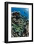 Indonesia, West Papua, Cenderawasih Bay. Diver Above Coral Reef-Jaynes Gallery-Framed Photographic Print