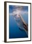 Indonesia, West Papua, Cenderawasih Bay. Whale Shark Surfacing-Jaynes Gallery-Framed Photographic Print