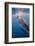 Indonesia, West Papua, Cenderawasih Bay. Whale Shark Surfacing-Jaynes Gallery-Framed Photographic Print