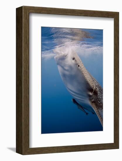 Indonesia, West Papua, Cenderawasih Bay. Whale Shark Surfacing-Jaynes Gallery-Framed Photographic Print