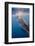 Indonesia, West Papua, Cenderawasih Bay. Whale Shark Surfacing-Jaynes Gallery-Framed Photographic Print