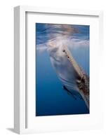 Indonesia, West Papua, Cenderawasih Bay. Whale Shark Surfacing-Jaynes Gallery-Framed Photographic Print