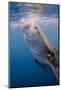 Indonesia, West Papua, Cenderawasih Bay. Whale Shark Surfacing-Jaynes Gallery-Mounted Photographic Print