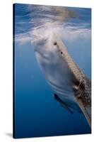 Indonesia, West Papua, Cenderawasih Bay. Whale Shark Surfacing-Jaynes Gallery-Stretched Canvas