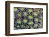 Indonesia, West Papua. Patterns in soft coral.-Jaynes Gallery-Framed Photographic Print