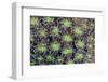 Indonesia, West Papua. Patterns in soft coral.-Jaynes Gallery-Framed Photographic Print