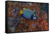 Indonesia, West Papua, Raja Ampat. Angelfish close-up.-Jaynes Gallery-Framed Stretched Canvas