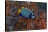 Indonesia, West Papua, Raja Ampat. Angelfish close-up.-Jaynes Gallery-Stretched Canvas