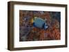 Indonesia, West Papua, Raja Ampat. Angelfish close-up.-Jaynes Gallery-Framed Photographic Print