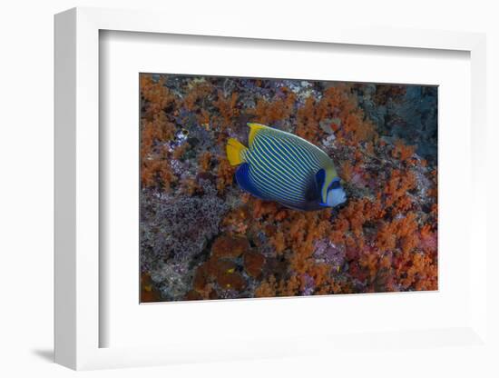 Indonesia, West Papua, Raja Ampat. Angelfish close-up.-Jaynes Gallery-Framed Photographic Print