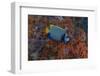 Indonesia, West Papua, Raja Ampat. Angelfish close-up.-Jaynes Gallery-Framed Photographic Print