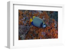 Indonesia, West Papua, Raja Ampat. Angelfish close-up.-Jaynes Gallery-Framed Photographic Print