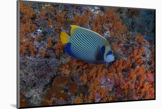 Indonesia, West Papua, Raja Ampat. Angelfish close-up.-Jaynes Gallery-Mounted Photographic Print