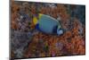 Indonesia, West Papua, Raja Ampat. Angelfish close-up.-Jaynes Gallery-Mounted Photographic Print