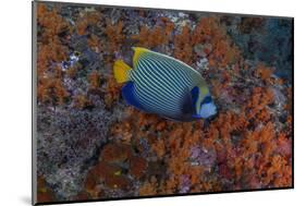 Indonesia, West Papua, Raja Ampat. Angelfish close-up.-Jaynes Gallery-Mounted Photographic Print