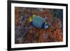 Indonesia, West Papua, Raja Ampat. Angelfish close-up.-Jaynes Gallery-Framed Photographic Print