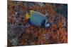 Indonesia, West Papua, Raja Ampat. Angelfish close-up.-Jaynes Gallery-Mounted Photographic Print