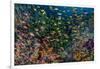 Indonesia, West Papua, Raja Ampat. Anthia Fish and Coral Reef-Jaynes Gallery-Framed Photographic Print